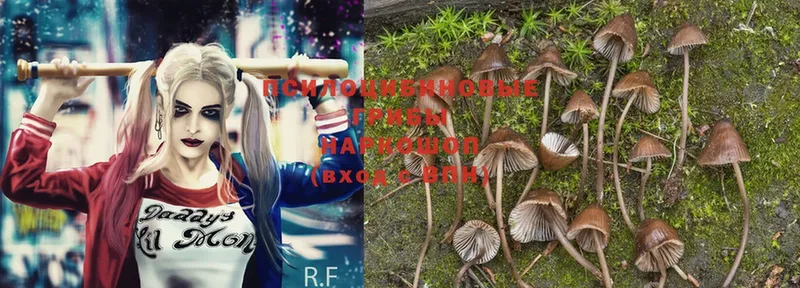 купить   Петушки  Галлюциногенные грибы Psilocybe 